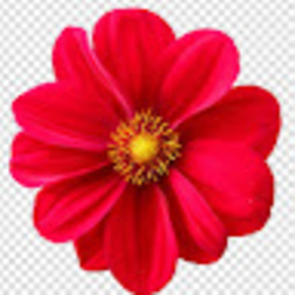 Meet your Posher, Elizabeth - Picture 1 of 1